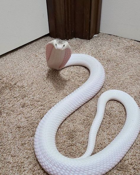 The White Snake, Snake Photos, Cool Snakes, Pretty Snakes, Shower Tile Ideas, Albino Animals, Corn Snake, Snake Lovers, Cobra Snake