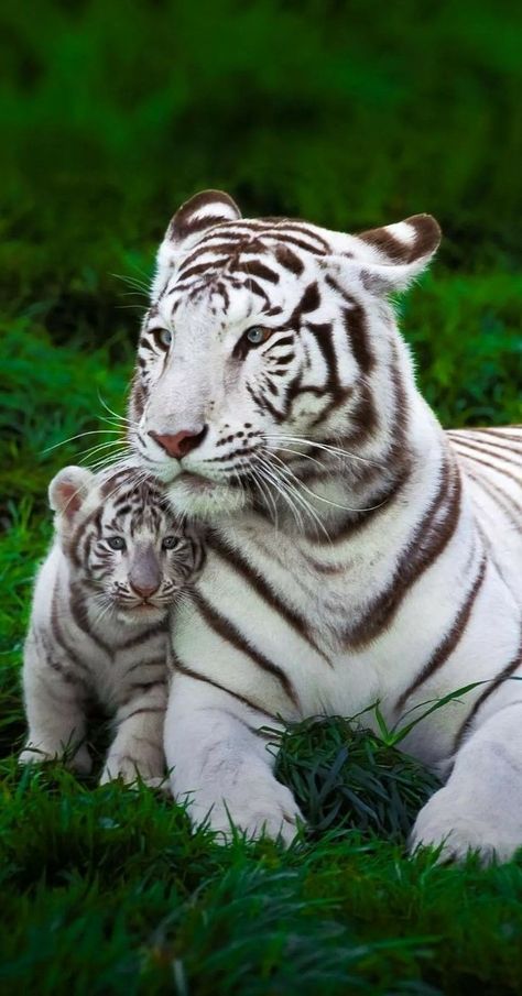 Big Cats Photography, White Tigers, Albino Animals, Tiger Pictures, Exotic Cats, Cute Tigers, Big Animals, Super Cute Animals, Pretty Animals