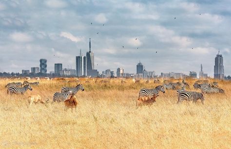 Nairobi the urban jungle. Nairobi National Park, Nairobi City, Nairobi Kenya, Historical Monuments, Amazing Travel Destinations, City Wallpaper, City Photography, Photography Travel, Nairobi