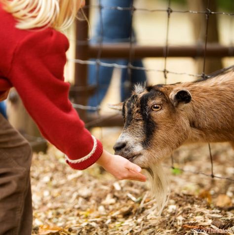 Harvest Festivals, Starting A Farm, Zoo Photos, Red Mountain, Strawberry Picking, Pumpkin Patches, Pony Rides, Events Activities, Petting Zoo