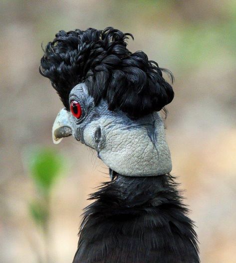 Hi Ma, how does my hair look tonight? Crested Guineafowl, Tembe Elephant Reserve, South Africa Crested Guineafowl, Human Character, Guinea Fowl, Different Birds, Animal Mugs, African Wildlife, Funny Animal, Love Birds, Birds In Flight