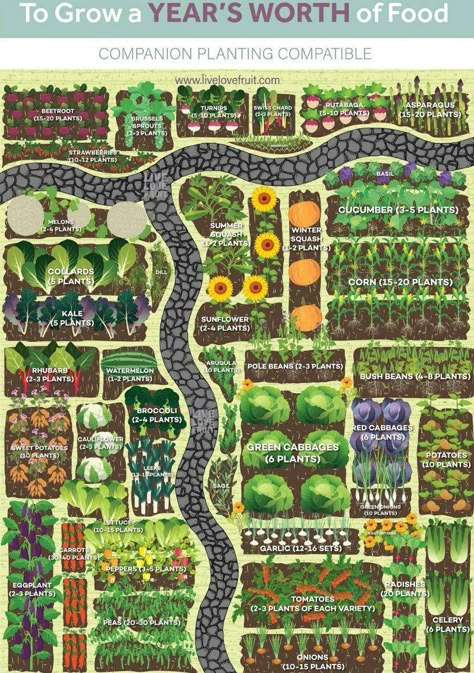 Homestead Layout, Vegetable Garden Planning, Homestead Gardens, Garden Plan, Alpine Plants, Garden Types, Veg Garden, Home Vegetable Garden, Vegetable Garden Design