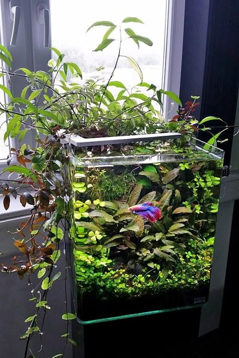 Aquarium Design Ideas, Aquaponics Aquarium, Indoor Aquaponics, Tank Terrarium, Fish Tank Terrarium, Cool Fish Tanks, Aquaponics Fish, Fish Tank Design, Aquaponics Diy