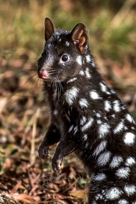 Animals With Unique Markings, Quoll Animal, Piebald Animals, Eastern Quoll, European Animals, Bruny Island, Spotted Animals, Interesting Animals, Unusual Animals