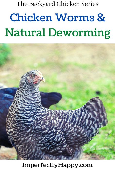 Natural Chicken Dewormer, Worming Chickens, Chicken Sickness, Wild Bunnies, Homestead Livestock, Livestock Animals, Chicken Videos, Homesteading Life, Modern Homestead