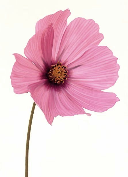 Pink Cosmos Flowers, Cosmo Flower, Flower On White Background, Pink Cosmos, Berry Wedding, Pink Images, Cosmos Flowers, 2023 Ss, Summer Berries