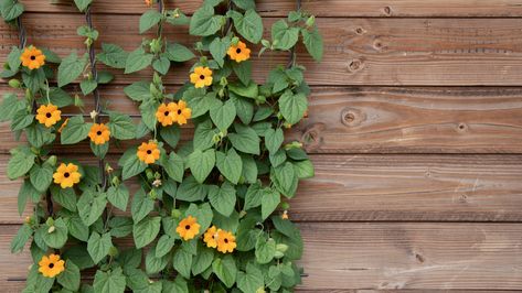 Black Eye Susan Vine, Black Eyed Susan Vine, Trumpet Vine, Invasive Plants, Vine Wall, Flower Gardens, Invasive Species, How To Attract Hummingbirds, Hardy Perennials