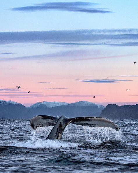 Whale Watching Sydney, Whale Tale, Fin Whale, Arctic Sea, Black Birds, Landscape Portrait, Humpback Whale, Killer Whales, Sunset Sky