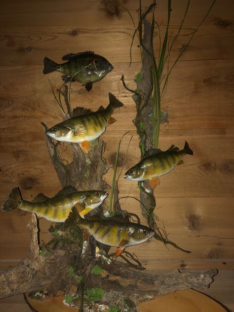 Taxidermy Fish Decor, Hunting Mounts, Fisherman Art, Taxidermy Shop, Woodsy Cabin, Deer Hunting Decor, Fish Taxidermy, Fish Wood Carving, Hunting Ideas