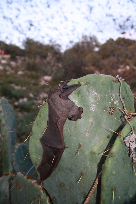 Mexican free-tailed bat. There are so many bats leaving the cave, some are blown into dearby vegetation. This bat was stuck on a cactus, but later freed itself. Bat wing tissue heals quickly if damage is not too severe. Mexican Freetail Bat, Mexican Free Tailed Bat, Bat Reference, Flying Animals, Wet Specimen, Horror Themes, Sleeves Ideas, Bat Wing, Favorite Animals