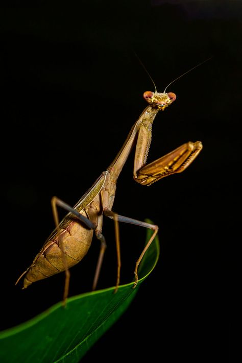 Wildlife Photography Tutorials David Yarrow Wildlife Photography, Praying Mantis Life Cycle, Wildlife Photography Camera, Wildlife Photography National Geographic, Canada Wildlife, African Wildlife Photography, Wildlife Photography Tips, Insect Photos, Insect Photography