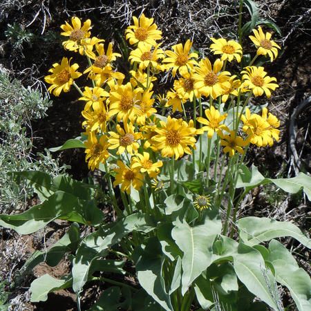 Arrow-Leaf Balsamroot Oregon Native Plants, White Butterfly Arrowhead Plant, Iowa Native Plants, Ohio Wildflowers Native Plants, Spice Bush Swallowtail Butterfly, Tristan Da Cunha, Turks And Caicos, Cayman Islands, Caicos Islands