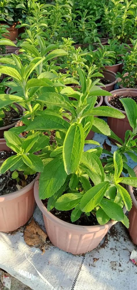 How To Plant, Grow And Care Stevia Growing Stevia, Stevia Plant, Plant Nutrients, Stevia, Plants