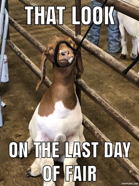 Show mom 4h Goats, Livestock Quotes, Show Cows, Farm Humor, Horse Jokes, Show Goats, Goats Funny, Country Jokes