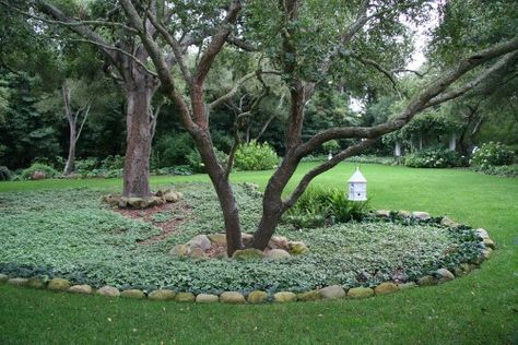 We have 2 large trees in the front yard with a stone border around them. Ajuga is an interesting idea of what to plant beneath the trees. Victorian Landscaping, Trees Backyard, Landscaping Around Trees, Patio Trees, Easy Landscaping, Landscape Edging, Landscape Designs, Ground Cover Plants, Smart Ideas