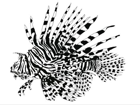 Black and white illustration sea animals Tiger Fish Tattoo, Zebra Fish Tattoo, Lion Fish Tattoo Design, Tiger Fish Drawing, Lion Fish Illustration, Lion Fish Drawing, School Of Fish Tattoo, Lion Fish Tattoo, Lionfish Tattoo