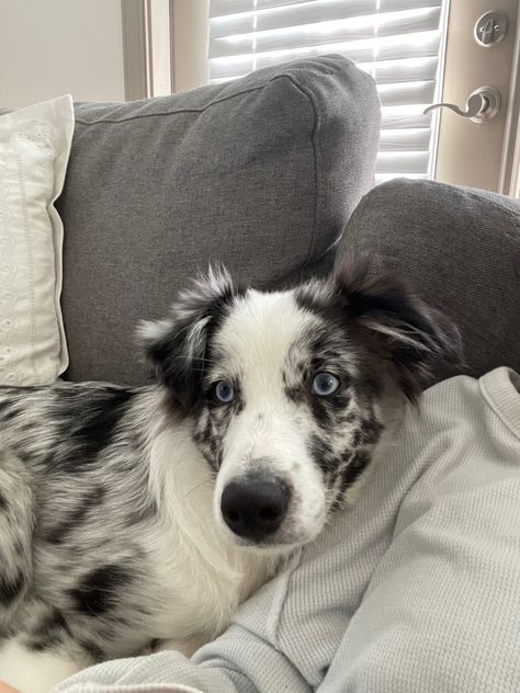 Aussie Shepherd Blue Merle, Blue Merle Border Collie Puppy, Australian Shepherd Black And White, Blue Australian Shepherd, Australian Shepherd Merle, Australian Shepherd Aesthetic, Blue Merle Border Collie, Blue Merle Australian Shepherd, Dalmatian Mix