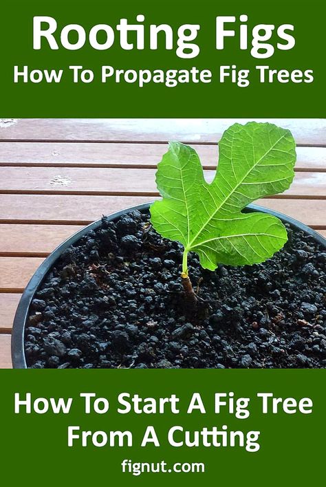 Unlock the secrets to cultivating your own fig tree right at home with this step-by-step guide. Learn how to start from cuttings and watch your garden flourish with these delicious, sweet fruits. Whether you're a seasoned gardener or a beginner, this guide provides all the tips and tricks you need to nurture a thriving fig tree. Get ready to enjoy the satisfaction of growing your own figs and adding a touch of greenery to your space. Grow Fig Tree In Pot, Fig Tree In Pot Outdoor, How To Plant Fig Tree, Grow Trees From Cuttings, Fig Tree Propagation, Propagating Fig Tree, How To Root Fig Tree Cuttings, How To Grow A Fig Tree, Rooting Fig Tree Cuttings