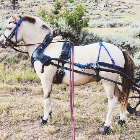 Miniature Horse Driving, Dog Carting, Horse Driving, Driving Horses, Mini Horses, Mini Pony, Equestrian Decor, Pony Horse, Mini Horse