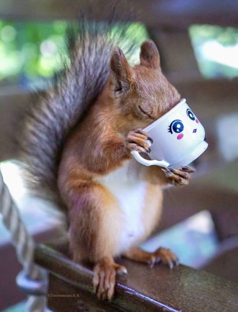 Funny Squirrel Pictures, Happy Squirrel, Squirrel Pictures, Squirrel Funny, Animal Antics, Cute Squirrel, A Squirrel, Baby Squirrel, Like Animals