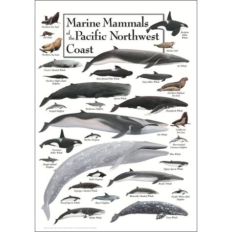 AmazonSmile: Earth Sky & Water Poster - Marine Mammals of the Pacific Northwest Coast: Posters & Prints Whale Museum, Minke Whale, Water Poster, Northwest Coast, Marine Mammals, Marine Biology, Sea Lion, Blue Whale, California Coast