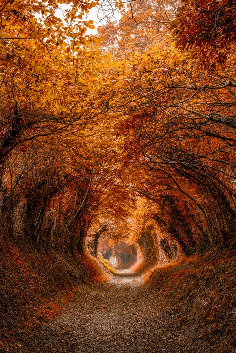 Cer Nocturn, Leaves On The Ground, Tree Tunnel, Orange Leaves, Autumn Scenes, Autumn Scenery, Autumn Beauty, Fall Pictures, Autumn Cozy