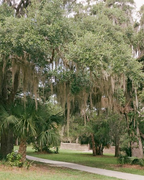 Spanish moss on film ✨only shooting film on vacations going forward Spanish Moss Photoshoot, Moss Photoshoot, Spanish Moss Indoor, Hanging Spanish Moss, Spanish Moss Tree Painting, Spanish Moss Trees, Spanish Moss, August 11, Virginia Wedding Photographer