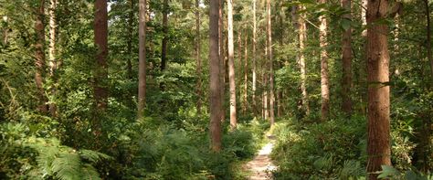 Forest Header, Random Header, Forest Houses, Forest Core, Twitter Backgrounds, Iphone Wallpaper Sky, Different Birds, Twitter Layouts, Green Theme