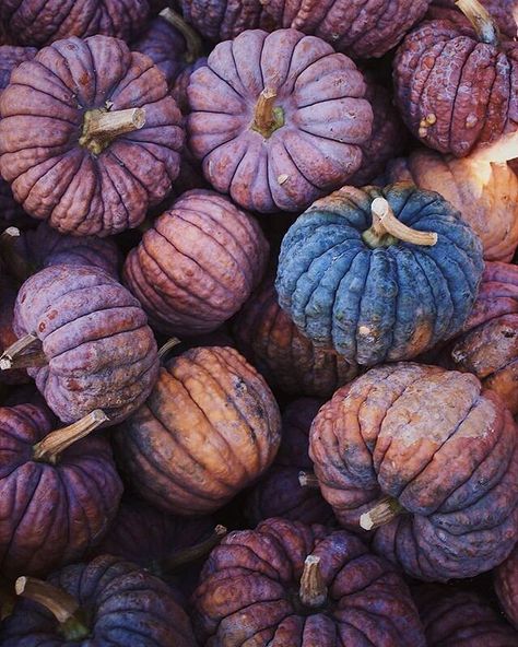 November Season, Purple Favorite Color, Love Fall, Colorful Pumpkins, Fall Purple Aesthetic, Fall Aesthetic Purple, Purple Thanksgiving, Warm Purple Aesthetic, Purple And Brown