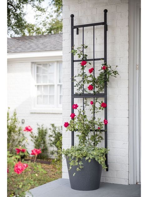 Wall Trellis, Rose Trellis, Yard Garden Design, Front Yard Garden Design, Trellis Plants, Front Yard Ideas, Inspire Me Home Decor, Outdoor Decorating, Backyard Inspo