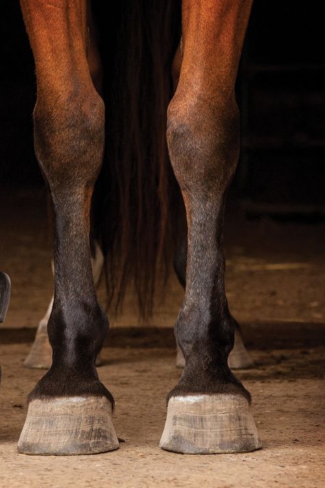 Did your horse get the short end of the stick when it comes to hoof genetics? 👎️ Nutrition can make a huge difference. Learn which nutrients are essential for healthy hooves 👇️ Hooves Reference, Horse Hooves, Horse Hoof, Healthy Horses, Ligaments And Tendons, Hoof Care, Lack Of Energy, Artist Quotes, Horse Health