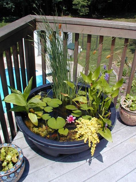 HGTV made this comprehensive guide to container water gardening. A pond in a pot requires little maintenance and is a great way for beginner's to grow their own green thumb. Container Pond, Tanaman Air, Watering Garden, Mini Pond, Container Water Gardens, Patio Pond, Taman Air, Moving Art, Modern Ideas