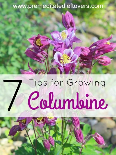 Tips for Growing Columbine- Columbine is a hardy perennial that comes in a variety of colors. Growing this beautiful flower is easy with these helpful tips. Backyard Flowers Garden, Columbine Flower, Hydrangea Care, Backyard Flowers, Garden Shrubs, Have Inspiration, Organic Gardening Tips, Hardy Perennials, Perennial Garden