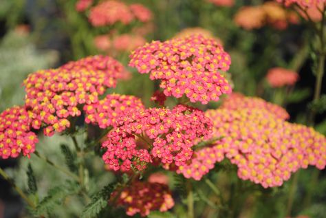 Achillea Pot Plant Garden, June Flowers, Diy Bucket, Floral Calendar, July Flowers, Flowers Wild, Plant Garden, Pot Plant, Flower Inspiration