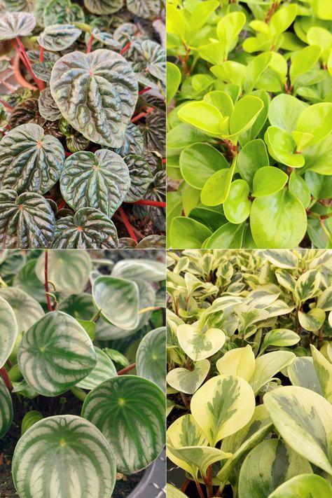 Peperômia caperata, golden, melancia e marmorata. Lindas, né? 🍃. Além da beleza, são resistentes e perenes. Compre online na Plantei Garden Center e receba em casa! #plantasverdes #peperômias #ornamentais #interiores #plantasfáceisdecuidar Garden Center