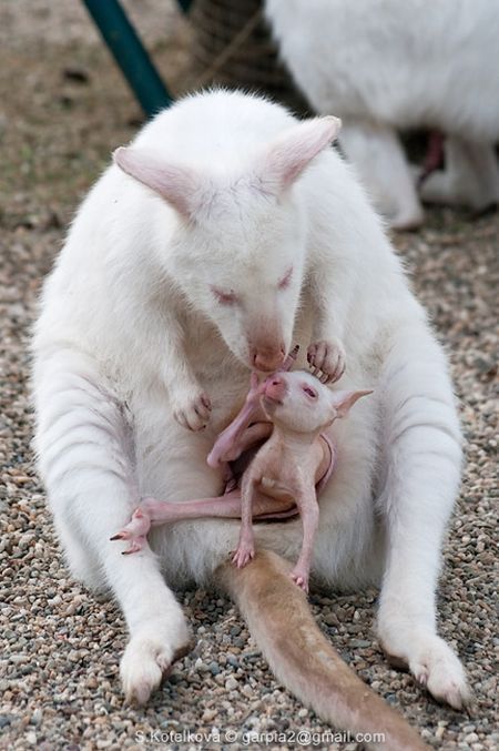 Rare Albino Animals, Albino Animals, Unusual Animals, Rare Animals, Australian Animals, Amazing Animals, Sweet Animals, On The Ground, Exotic Pets