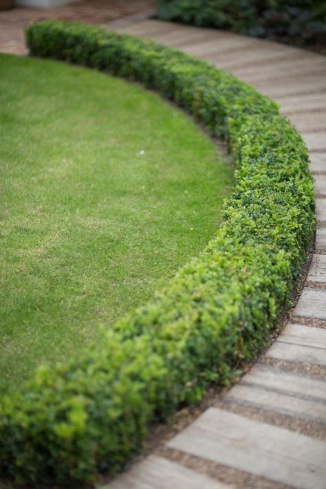 Boxwood Landscaping, Low Deck, Garden Hedges, Walkway Landscaping, Landscape Edging, Garden Shrubs, Garden Architecture, Family Garden, Have Inspiration