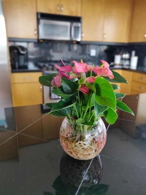 How To Propagate Anthurium - 3 Ways Step-By-Step Guide Anthurium Potting Soil, Anthurium Propagation, Anthurium In Water, Propagate Anthurium, Anthurium Plant Care, Anthurium Seeds, Peace Lily Plant Care, Anthurium Care, Lily Plant Care