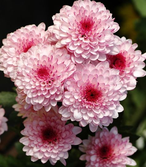 Chrysanthemum Aesthetic, Crysanthemum Flower, November Birth Flower, Flower Identification, Chrysanthemum Flower, Flower Therapy, Dahlia Flower, Types Of Flowers, Birth Flowers