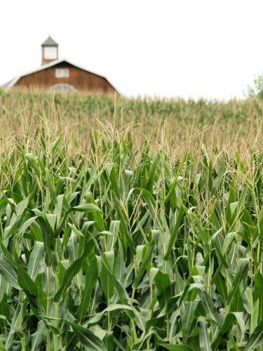 cornfields and large barns: a frequent site in Wisconsin. Corn Fields, Corn Field, Farm Living, Country Walk, Country Scenes, Farms Living, Down On The Farm, Rural Life, A Barn