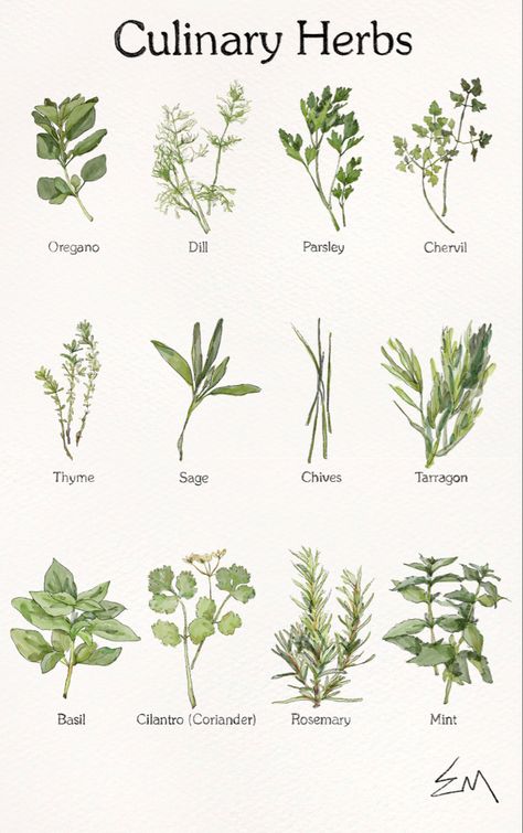 Herb Sketches Botanical Illustration, Botanical Illustration Vintage Herbs, Herbology Drawings, Herbs Art Botanical Prints, Herbs Botanical Illustration, Vintage Botanical Watercolor, Botanical Illustration Aesthetic, Scientific Plant Illustration, Watercolor Plants Botanical Illustration