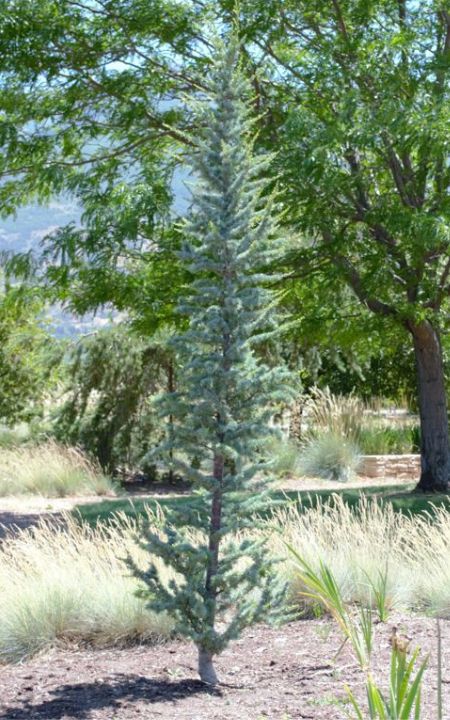 Columnar Blue Atlas Cedar Cedar Plant, Blue Atlas Cedar, Atlas Cedar, Flower Cones, Landscape Plants, House Landscaping, Clay Soil, How To Grow Taller, House Landscape