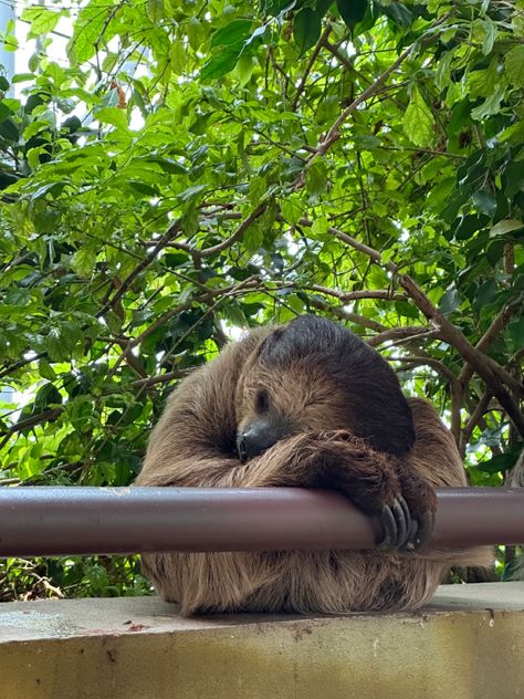 #sloth #animals #animallovers #photography #sleep Sloth Sleeping, Sloth, Sleep, Animals, Photography