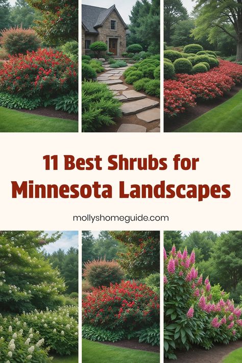 Discover the best shrubs for Minnesota landscapes and yards! Whether you're looking for evergreen shrubs, options for shade, or bushes to enhance curb appeal, these carefully selected trees and shrubs are perfect for your Minnesota garden. Explore our collection of top picks that thrive in Minnesota's climate and soil conditions to achieve a vibrant and healthy outdoor space. From hardy selections to colorful varieties, find the ideal shrubs that will transform your yard into a picturesque oasis Minnesota Landscaping Front Yard, Minnesota Yard Landscaping, Minnesota Landscaping Ideas, Best Landscaping Plants For Midwest, Minnesota Perennials, Minnesota Shrubs, Minnesota Gardening, Minnesota Native Plants, Spirea Bush