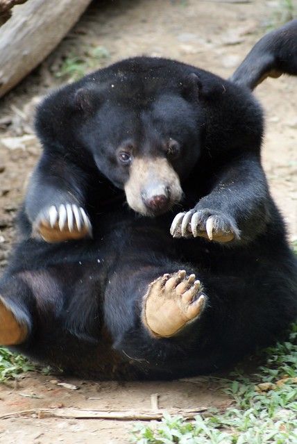 Malay (Malaysian Sun Bear): Lok Kawi Wildlife Park in Borneo, Malaysia Malayan Sun Bear, Sun Bear, Moon Bear, Sloth Bear, Sit Ups, Wildlife Park, Love Bear, Silly Animals, Bear Cubs