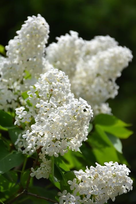 White French Lilac (Syringa vulgaris 'Alba') at Hicks Nurseries White Lilac Tree, Lilac Syringa, Common Lilac, Lilac Bedding, Syringa Vulgaris, Backyard Trees, French Lilac, Lilac Bushes, Lilac Tree