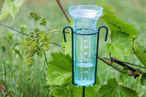 #raingauge #homeraingauge #bestraingauge #rain #raincollector #COVID19 Rain Gauges, Rainy Spring, Wood Mulch, Rain Gauge, Water In The Morning, Home Farm, Rain Barrel, School English, Water Sources