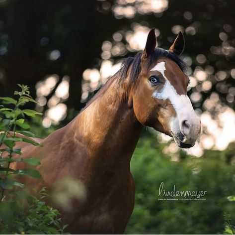 Horse Faces, Kathiyawadi Horse, Horse Markings, Indian Horses, Paint Horses, Pony Breeds, Horse Colors, Pinto Horse, Horse Aesthetic