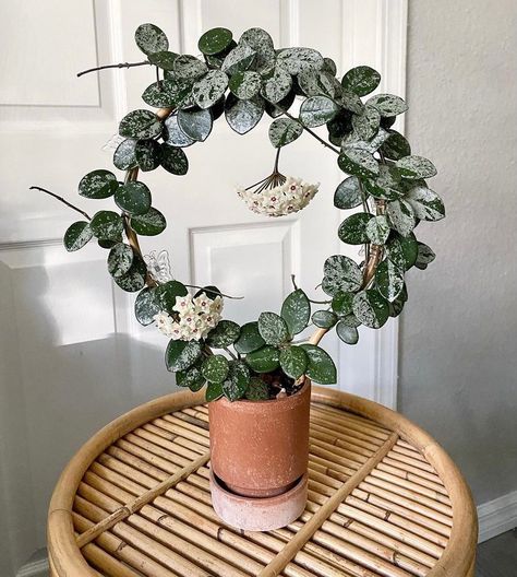 Hoya On Trellis, Hoya Wilbur Graves, Plants Indoor Decor, Hoya Trellis, Hoya Mathilde, Hoya Plant, Plant Goals, Plant Decor Indoor, Plants Indoor