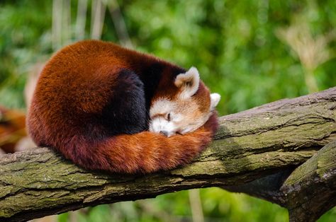 One of many great free stock photos on https://www.pexels.com/ Sleeping Panda, Cutest Animals On Earth, Save Wildlife, Red Pandas, All Animals, Wildlife Photos, Wildlife Animals, Red Panda, 10 Reasons